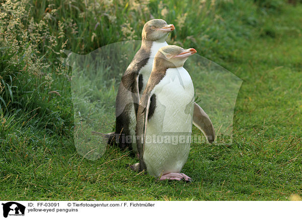 Gelbaugenpinguine / yellow-eyed penguins / FF-03091