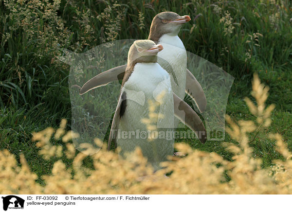 Gelbaugenpinguine / yellow-eyed penguins / FF-03092