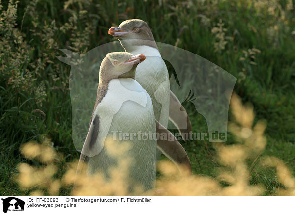 Gelbaugenpinguine / yellow-eyed penguins / FF-03093