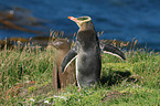 yellow-eyed penguins