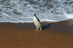 yellow-eyed penguin