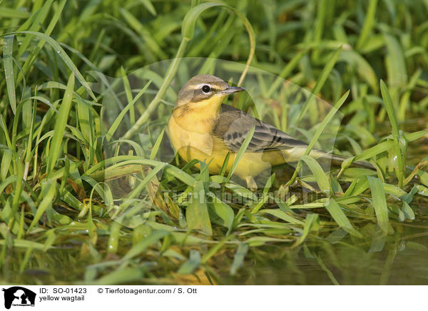 yellow wagtail / SO-01423