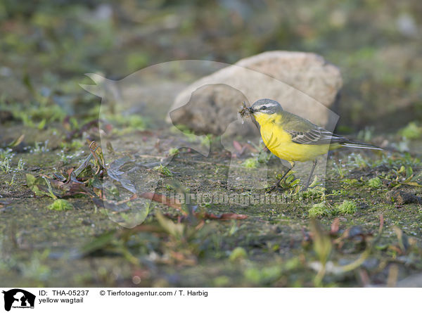 Schafstelze / yellow wagtail / THA-05237