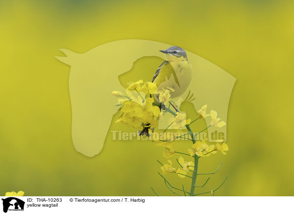 Schafstelze / yellow wagtail / THA-10263