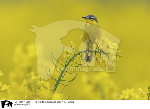 Schafstelze / yellow wagtail / THA-10264