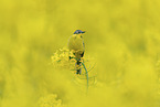 yellow wagtail