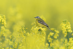 yellow wagtail