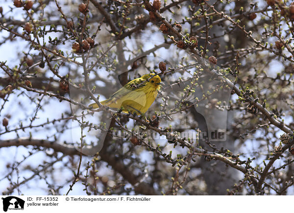 Goldwaldsnger / yellow warbler / FF-15352