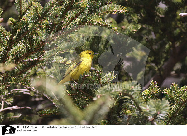 yellow warbler / FF-15354