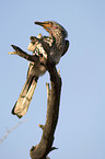 Yellow-billed Hornbill