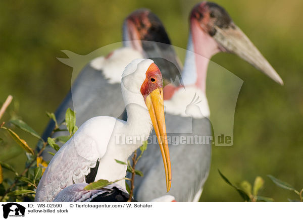 Nimmersatt / yellow-billed stork / WS-02590
