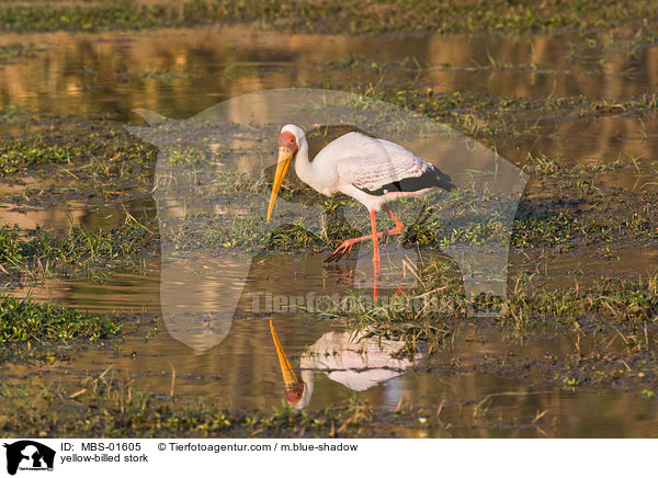 Nimmersatt / yellow-billed stork / MBS-01605