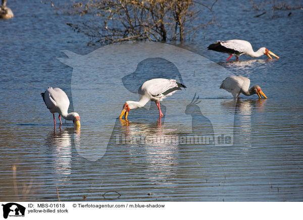 Nimmersatt / yellow-billed stork / MBS-01618