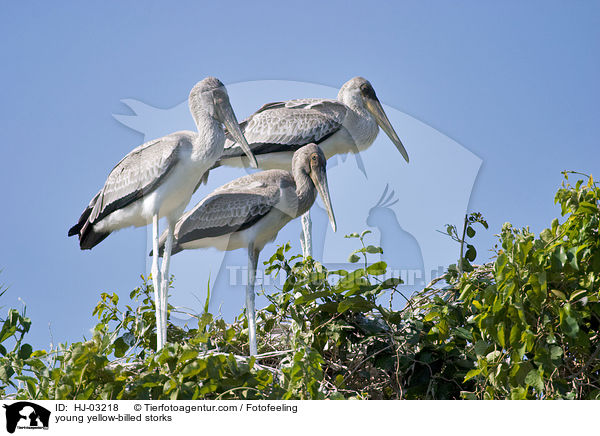 Nimmersatt Jungvgel / young yellow-billed storks / HJ-03218