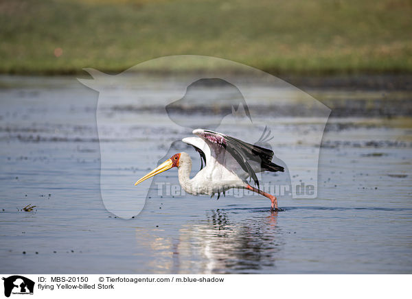 fliegender Nimmersatt / flying Yellow-billed Stork / MBS-20150