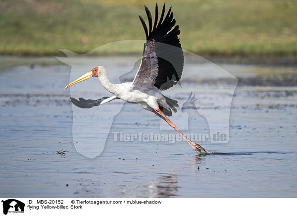 fliegender Nimmersatt / flying Yellow-billed Stork / MBS-20152