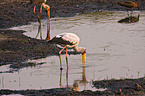 yellow-billed stork