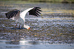standing Yellow-billed Stork