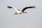 flying Yellow-billed Stork