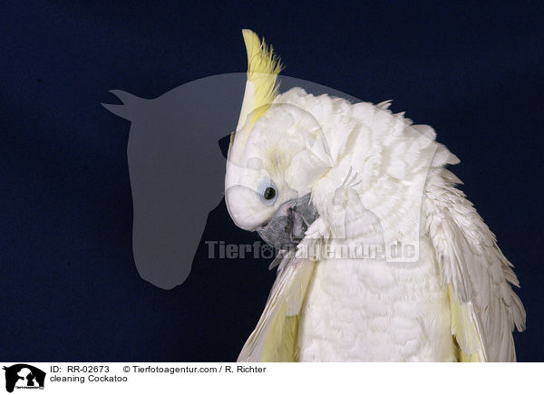 Gelbwangenkakadu bei der Gefiederpflege / cleaning Cockatoo / RR-02673