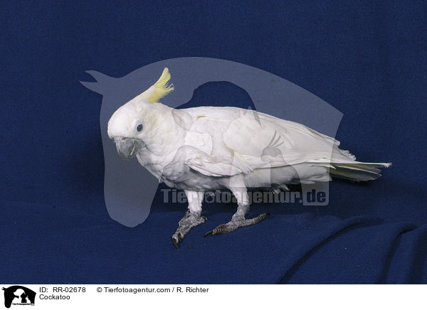 Cockatoo / RR-02678