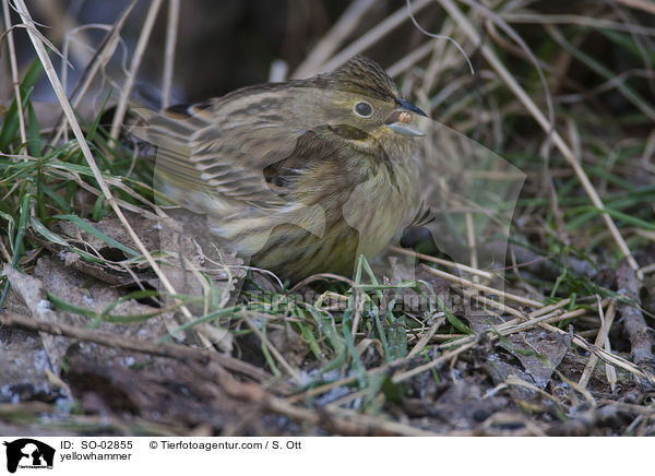 Goldammer / yellowhammer / SO-02855