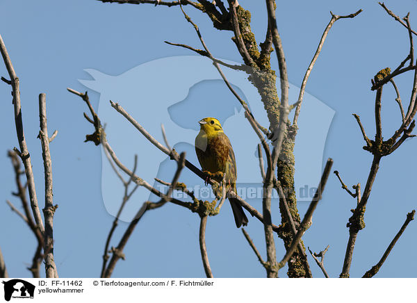 yellowhammer / FF-11462