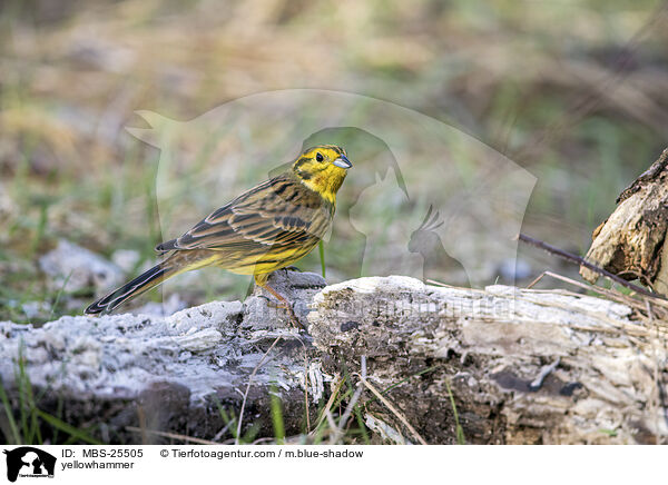 yellowhammer / MBS-25505