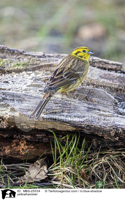 Goldammer / yellowhammer / MBS-25534