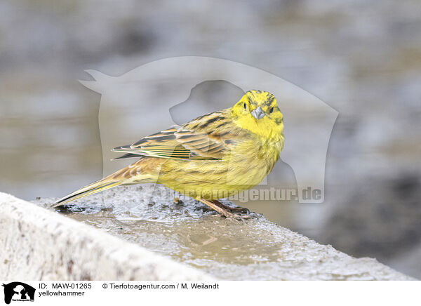 Goldammer / yellowhammer / MAW-01265