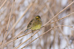 yellowhammer