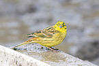 yellowhammer