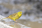 yellowhammer