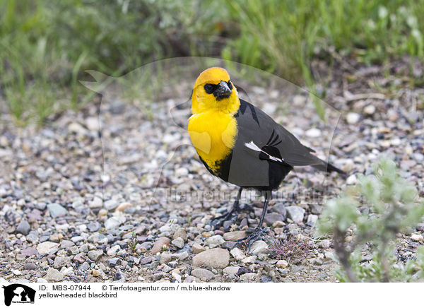 Gelbkopf-Schwarzstrling / yellow-headed blackbird / MBS-07944