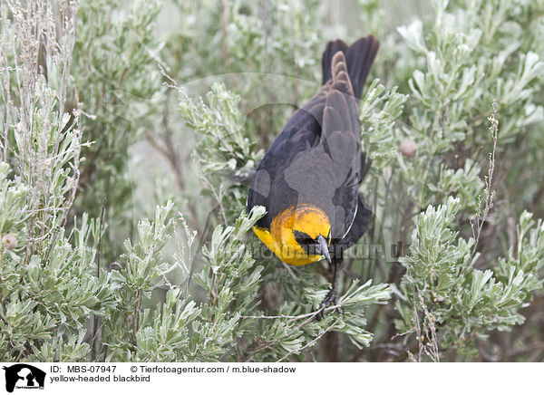 Gelbkopf-Schwarzstrling / yellow-headed blackbird / MBS-07947