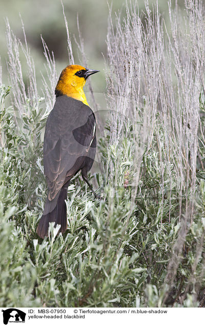 Gelbkopf-Schwarzstrling / yellow-headed blackbird / MBS-07950