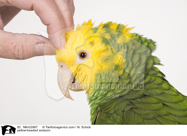 Gelbkopfamazone / yellow-headed amazon / NN-02987