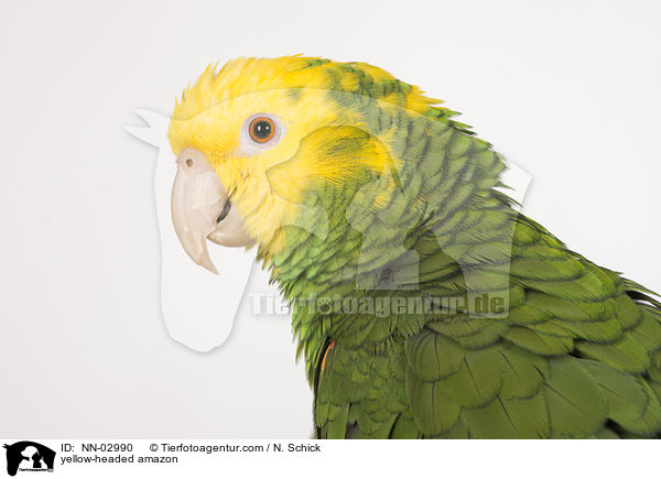 yellow-headed amazon / NN-02990