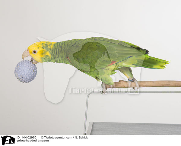 Gelbkopfamazone / yellow-headed amazon / NN-02995