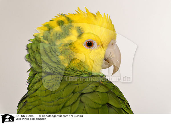 Gelbkopfamazone / yellow-headed amazon / NN-02998