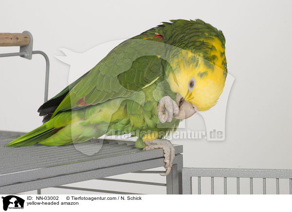 Gelbkopfamazone / yellow-headed amazon / NN-03002