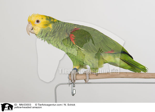 Gelbkopfamazone / yellow-headed amazon / NN-03003