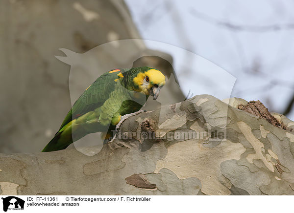 yellow-headed amazon / FF-11361