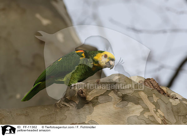 Gelbkopfamazone / yellow-headed amazon / FF-11362