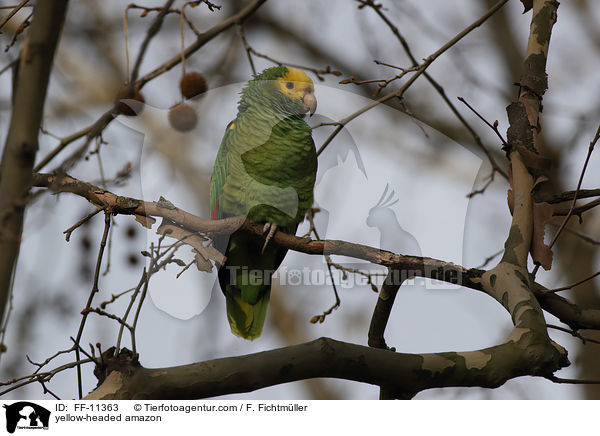 yellow-headed amazon / FF-11363