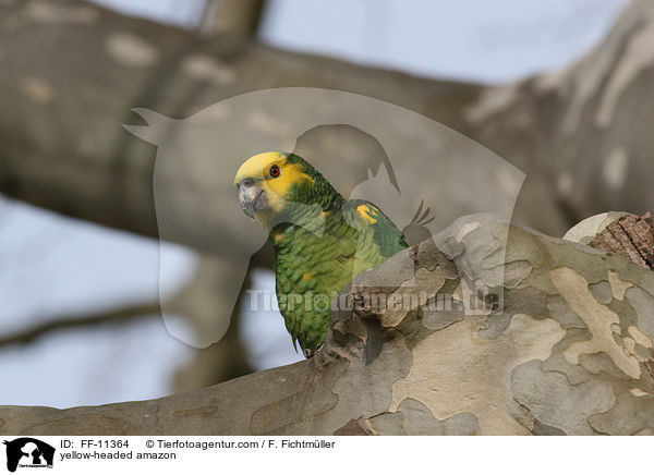 yellow-headed amazon / FF-11364