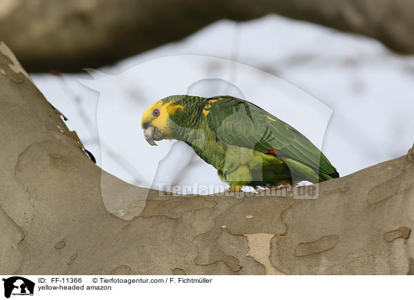 yellow-headed amazon / FF-11366