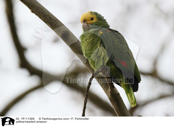 Gelbkopfamazone / yellow-headed amazon / FF-11369