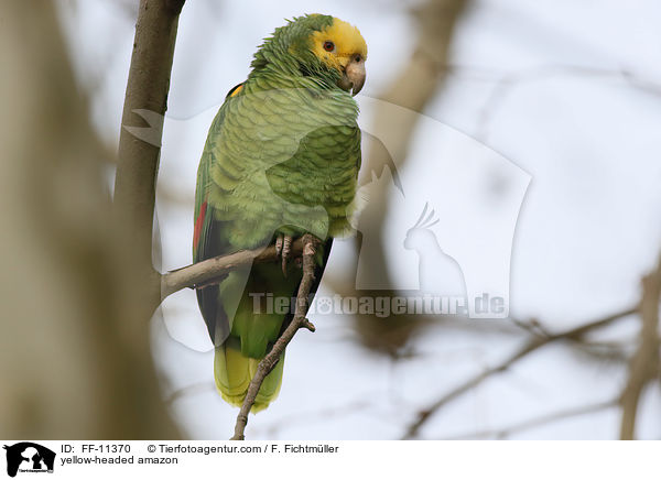 yellow-headed amazon / FF-11370