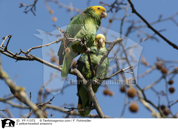 2 Gelbkopfamazonen / 2 yellow-headed amazons / FF-11372